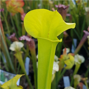 Sarracenia x H 190 big green x flava goldie