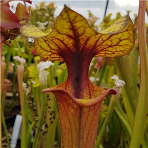 Sarracenia x H 194 hybrid DCB A