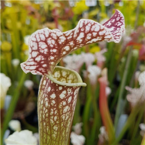 Sarracenia x H 201 SH057 Ju thatip Sopher x leucophylla