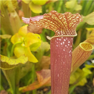 Sarracenia x H 204 rubra - alata - excellens thing MK