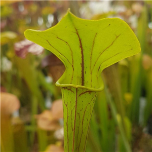 Sarracenia x H 215 Big un open pollinated