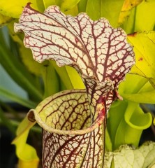 Sarracenia x H 352 Elizabeth