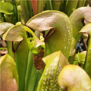 Sarracenia minor M 03 Pine Mountain Georgia