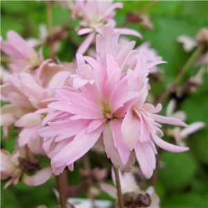 Saxifraga fortunei Komochi Daimonji