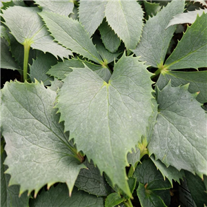 Helleborus argutifolius Silver Lace