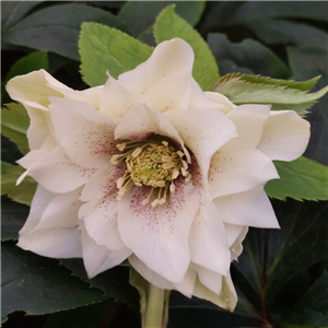 Helleborus x hybridus Double cream spotted