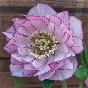 Helleborus x hybridus double picotee veined