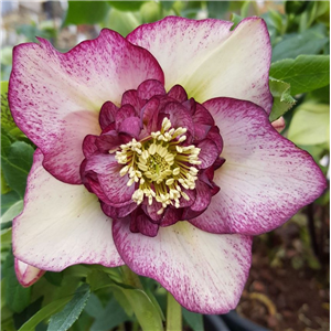 Helleborus x hybridus Mixed Anemone centred