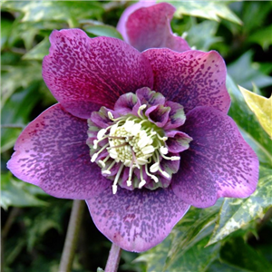 Helleborus x hybridus Mixed Anemone centred