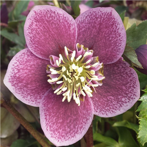 Helleborus x hybridus Mixed Anemone centred