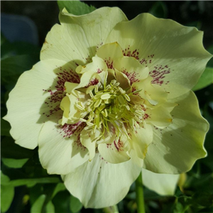 Helleborus x hybridus Mixed Anemone centred