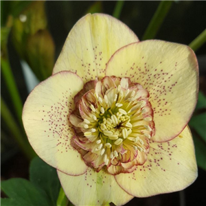 Helleborus x hybridus Mixed Anemone centred