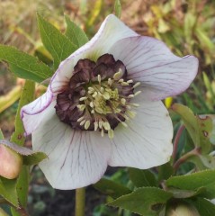 Helleborus x hybridus Anemone centred.