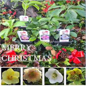 Christmas Hellebore Collection 3 plants