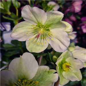 Helleborus Mollys White