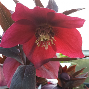 Helleborus x hybridus single red dark foliage