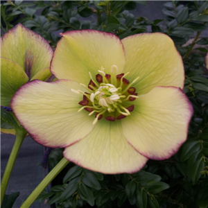 Helleborus x hybridus single yellow picotee