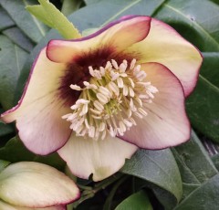 Helleborus x hybridus single primrose veined / picotee