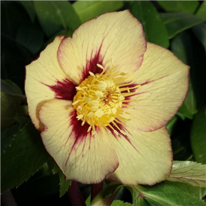 Helleborus x hybridus single primrose veined / picotee