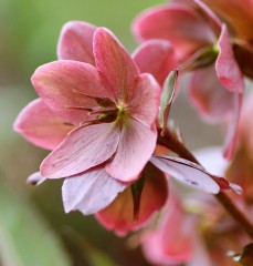 Helleborus sternii