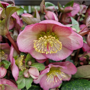 Helleborus Pennys Pink (Rodney Davey Marbled Group)