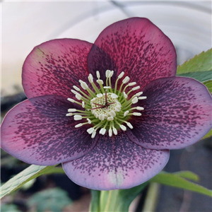 Helleborus x hybridus Single slate spotted