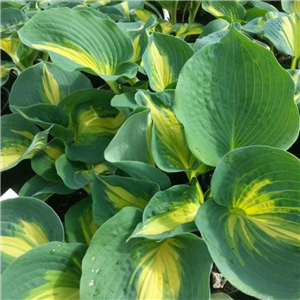 Hosta Dream Weaver