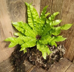 Asplenium nindus Crispy Wave