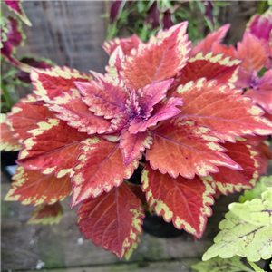 Coleus Long Island Iced Tea