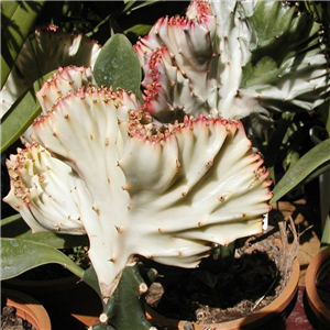 Euphorbia lactiflora Cristata