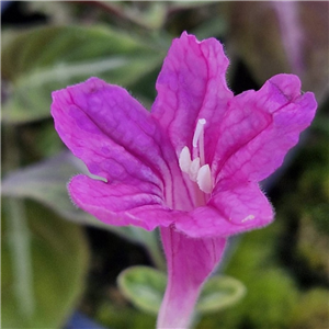 Ruellia makoyana