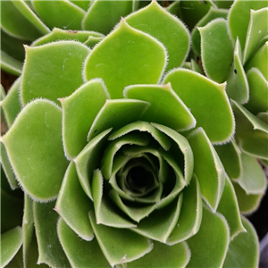 Aeonium Emerald Flame