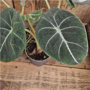 Alocasia cuprea