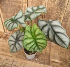 Alocasia cuprea