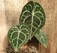 Anthurium Clarinervium