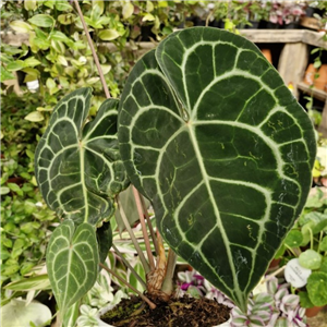 Anthurium Clarinervium