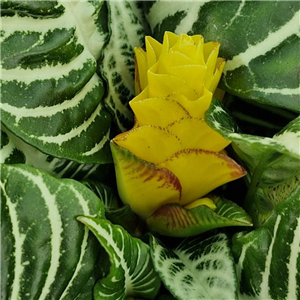 Aphelandra squarrosa