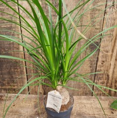 Beaucarnea recurvata (Pony Tail Palm)