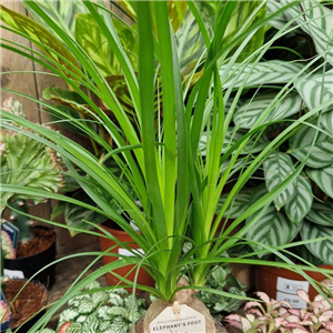 Beaucarnea recurvata (Pony Tail Palm)