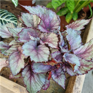 Begonia rex hybrid Beleaf Morning Dew