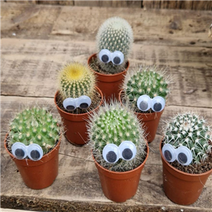 Cactus assorted varieties with eyes
