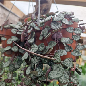 Ceropegia woodii in hanging pot