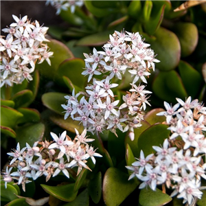 Crassula ovata