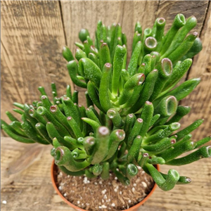 Crassula ovata Gollum