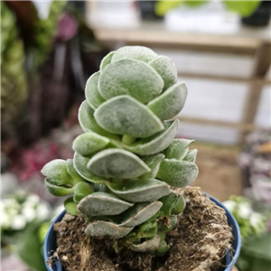 Crassula pagoda Ivory