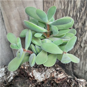 Crassula stretto