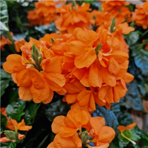 Crossandra infundibuliformis Fortuna