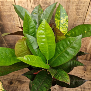 Codiaeum variegatum (Croton)