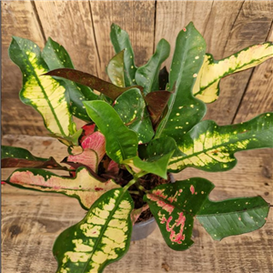 Codiaeum variegatum (Croton)