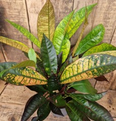 Codiaeum variegatum (Croton)